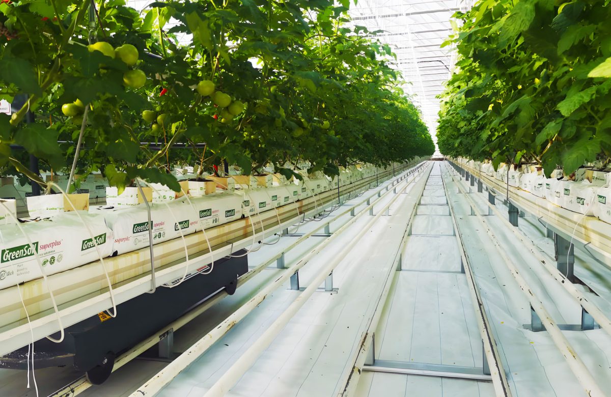 Seralar, Yağmur Hasadı ile Su Kaynakları Üzerindeki Baskıyı Azaltıyor