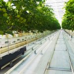 Seralar, Yağmur Hasadı ile Su Kaynakları Üzerindeki Baskıyı Azaltıyor